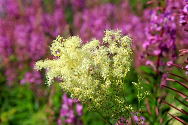 Purple pink willow herb or fireweed wild herb, used to brew\
russian fermented drink ivan chai tea