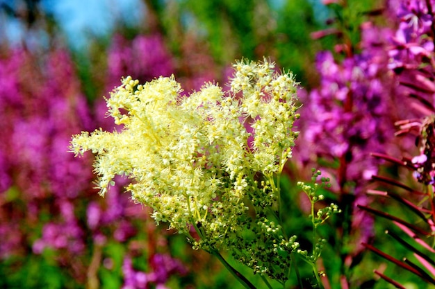 Purple pink willow herb or fireweed wild herb, used to brew\
russian fermented drink ivan chai tea