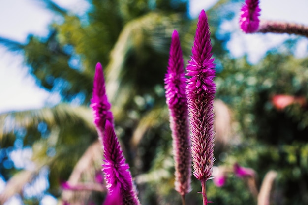 写真 庭の紫色の植物