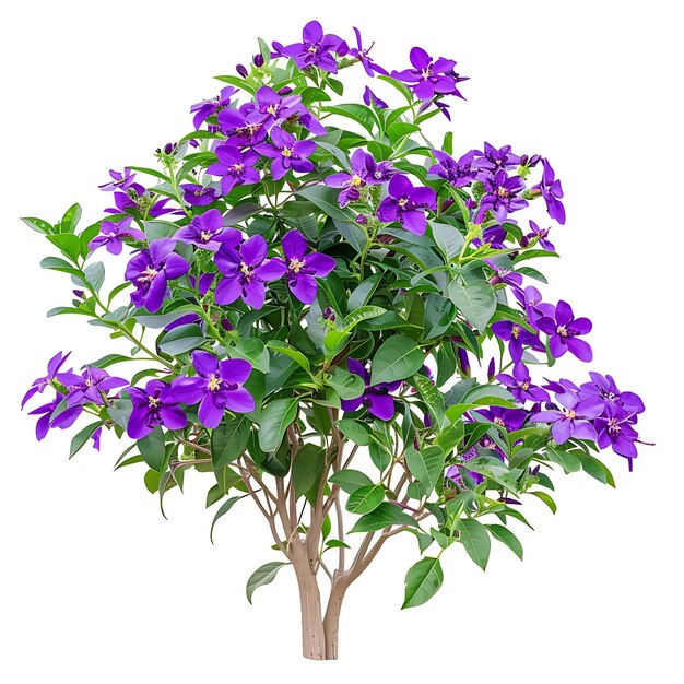 Photo a purple plant with purple flowers on it