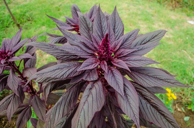 Фиолетовое растение с фиолетовым листом, на котором написано «фиолетовый».