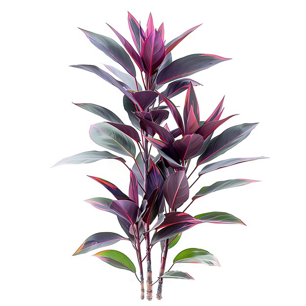 Photo a purple plant with purple leaves and purple leaves