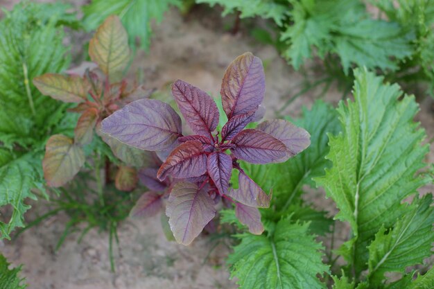 a purple plant with the word " on it's side