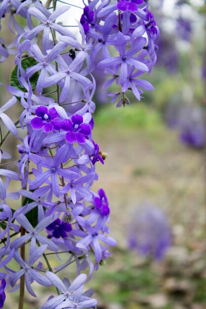 Purple plant