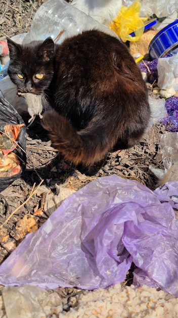 A purple plastic bag is in a pile with a cat sitting behind it.