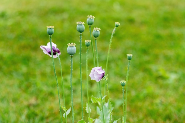 Purple poppies in garden