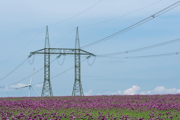 フィールドケシと高電圧極の紫色のケシの花