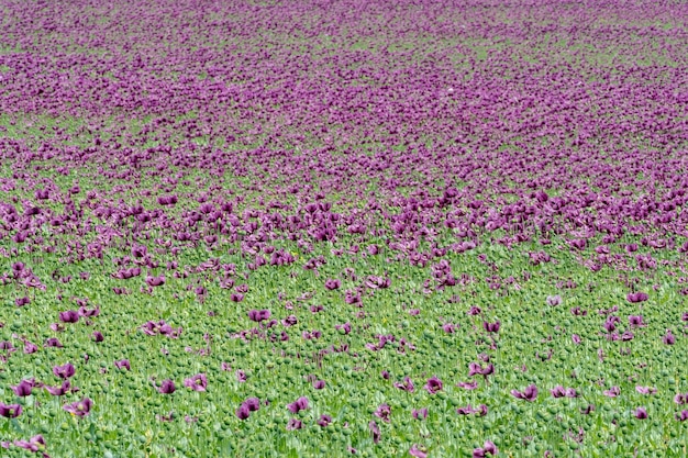 畑の紫色のケシの花Papaversomniferumケシ農作物