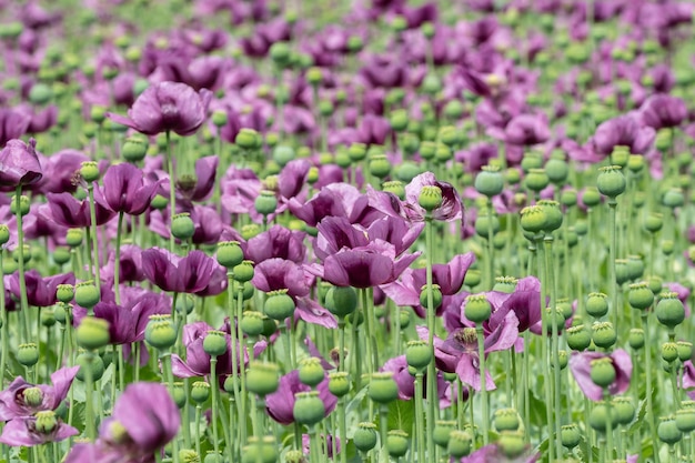 Purple poppy blossoms in a field Papaver somniferum Poppies agricultural crop