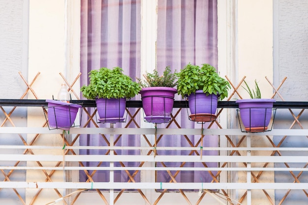 Foto i vasi viola su un balcone sono allineati con le piante.