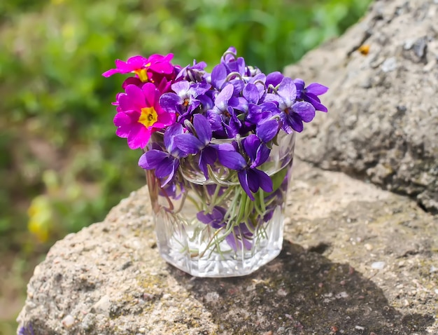Purple primula flowers in a bouquet