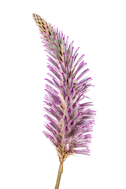 紫色のPtilotusexaltatus Joeyワイルドフラワー、白い背景で分離されたヒユ科。 MullaMullaと呼ばれます。