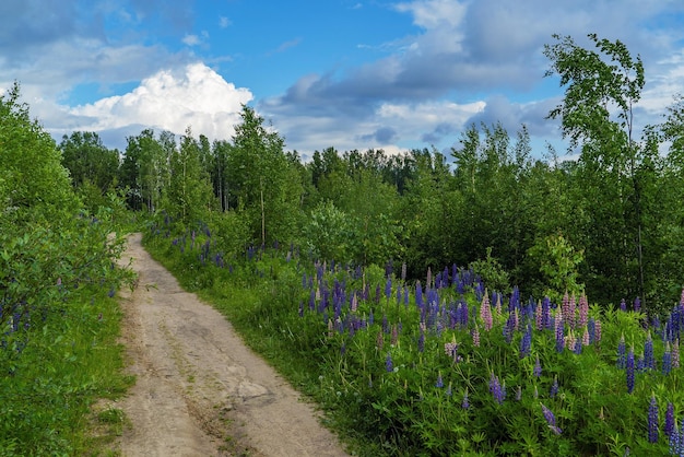 Purple and purple lupine flowers along the path in the forest