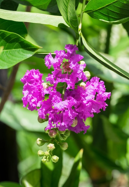 Purple of queen's crape myrtle flower