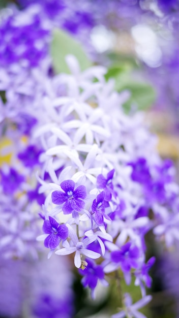 Foto fiore della corona della regina viola nel giardino.