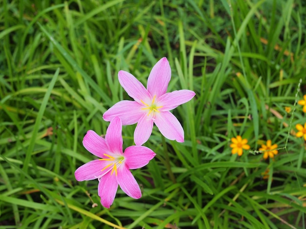 Photo the purple rain lily flower in thailand