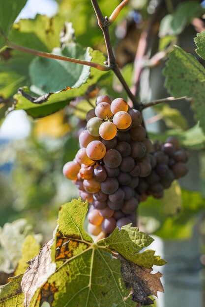 Purple rapevine with yellow autumn leaves