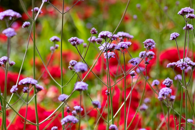 国の牧草地に紫と赤の花。