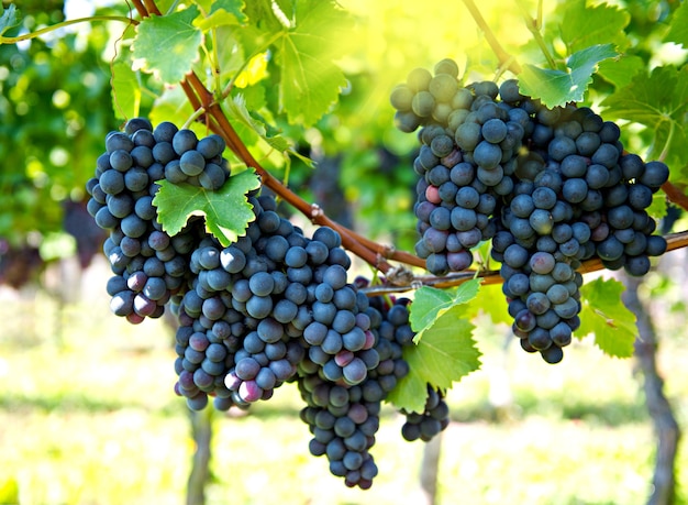 Purple red grapes with sun beams. nature background