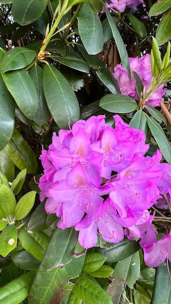 Purple rhododendron flower bunch cluster of purple rhododendrons