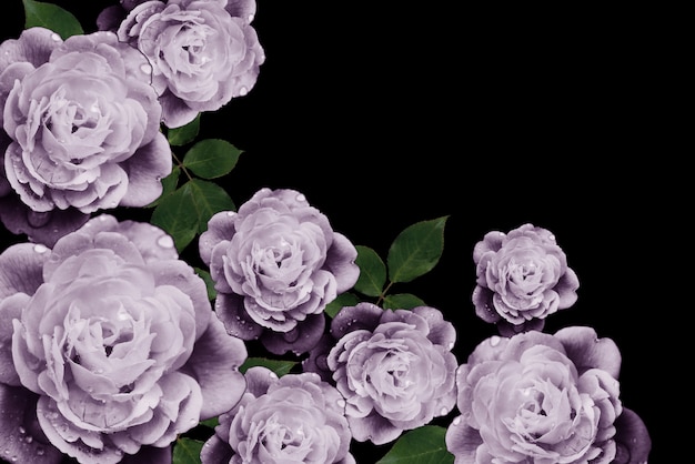 Purple rose on a black background