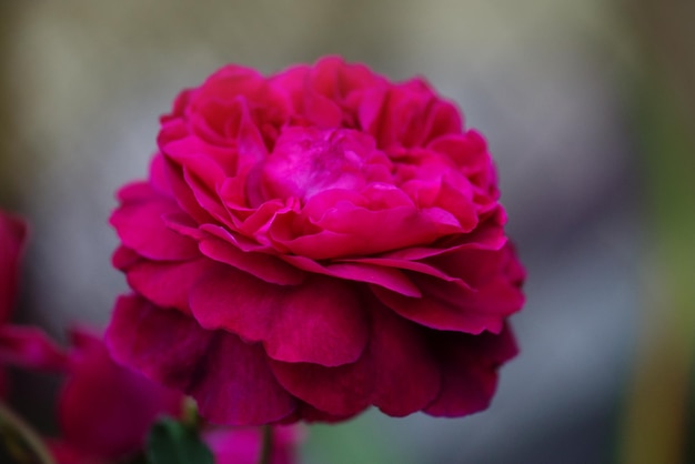 Purple rose on the branch in the garden Close up of garden rose Falstaff