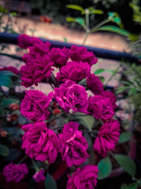 a purple rose bush with a few leaves in the background.