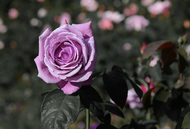 Purple rose in the garden with sun lighting.