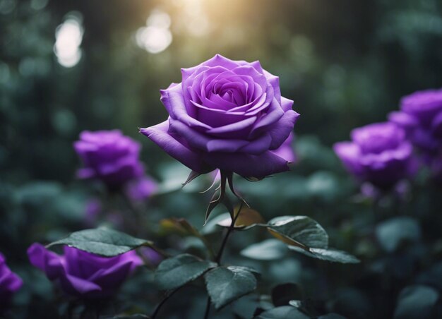 A purple rose garden