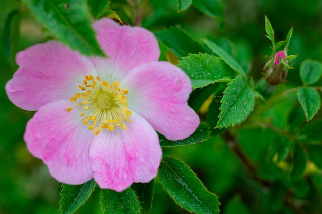 Purple rose hip blossom close-up