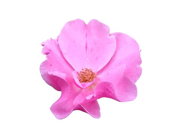 Purple rose isolated on white background