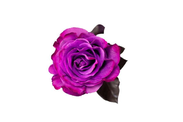 Purple rose isolated on a white surface. Top view.