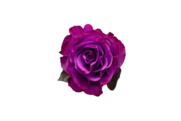 Purple rose isolated on a white surface. Top view.