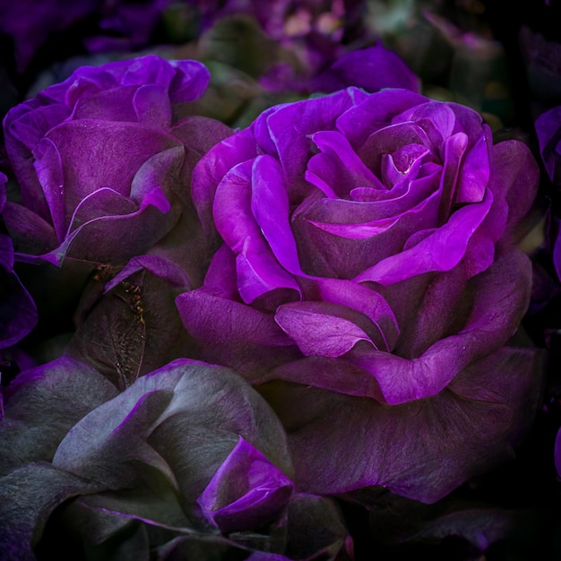 Purple roses are a symbol of love and romance.