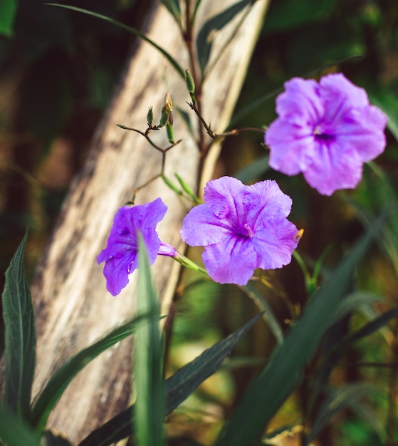 자주색 Ruellia tuberosa 꽃 아름다운 피는 꽃 녹색 잎 배경 봄 성장 보라색