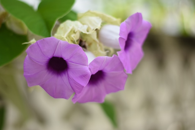 紫色のルエリアトゥベロサの花が咲き、ルエリアトゥベロサの花が庭にある。