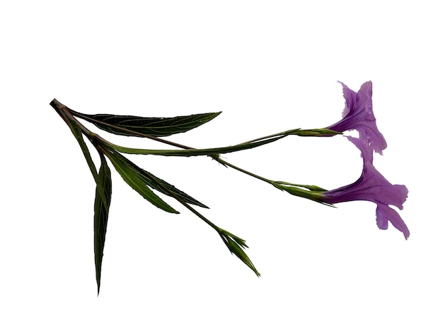 보라색 Ruellia Tuberosa 꽃 흰색 배경에 고립