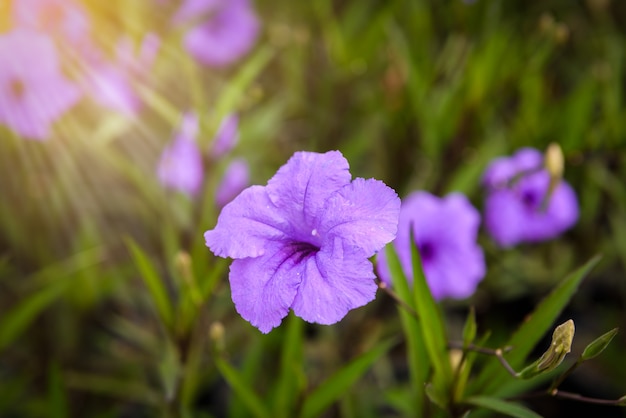 정원, Ruellia tuberosa Linn에서 보라색 ruellias 꽃