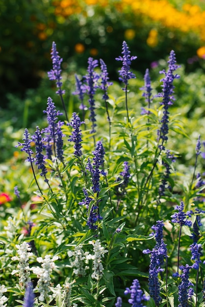 Purple sage flowers bloom in the garden in summer