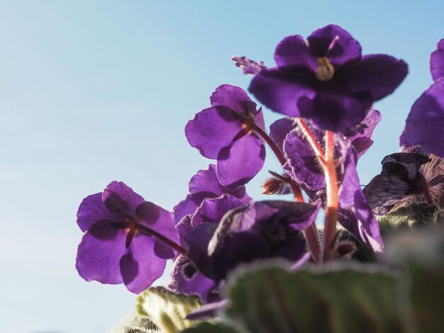 紫色のセントポーリアの花