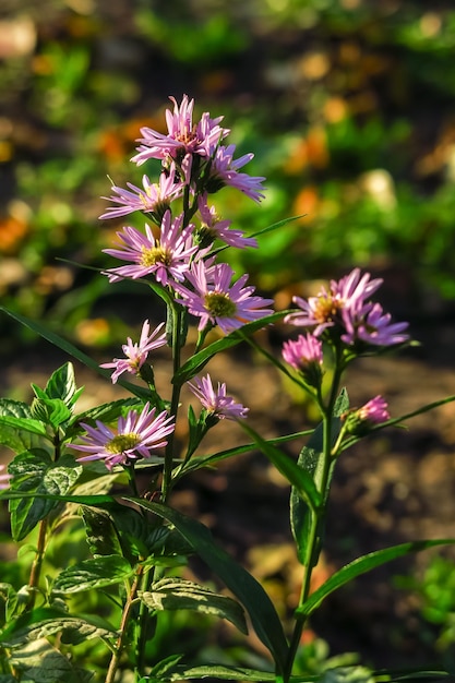 紫の 9 月の花が庭のベッドで育ちます。庭の花の概念の栽培