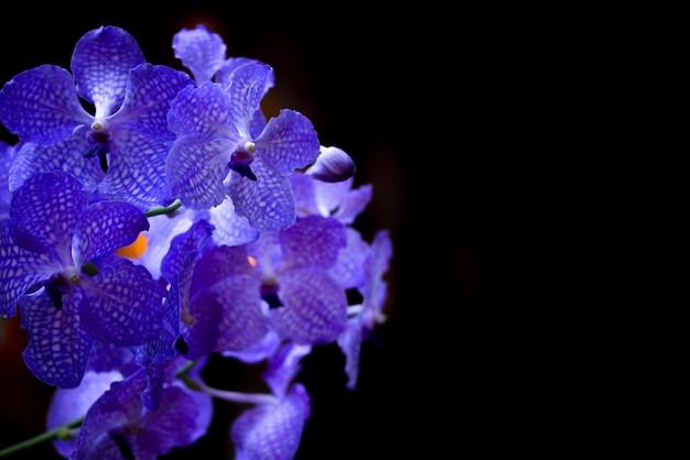 Purple singapore orchid or vanda orchid and black background