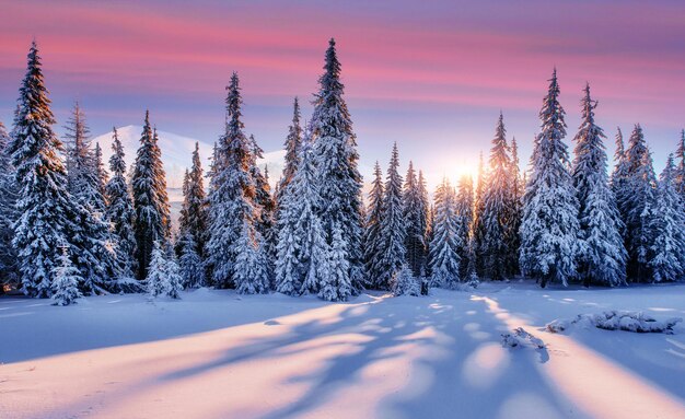 Photo purple sky majestic landscape with forest at winter time scenery background