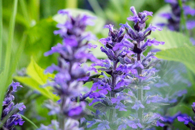 Purple small flowers with a background of green leaves