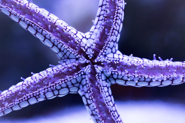 purple spiny starfish in aquarium water