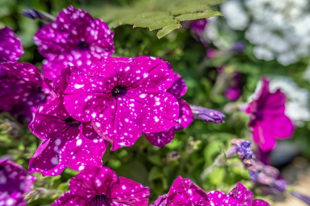 Fiore di petunia macchiato viola