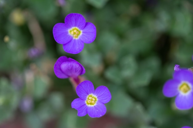 Фиолетовые весенние цветы в саду на фоне зеленой травы с избирательным фокусом и размытым фоном