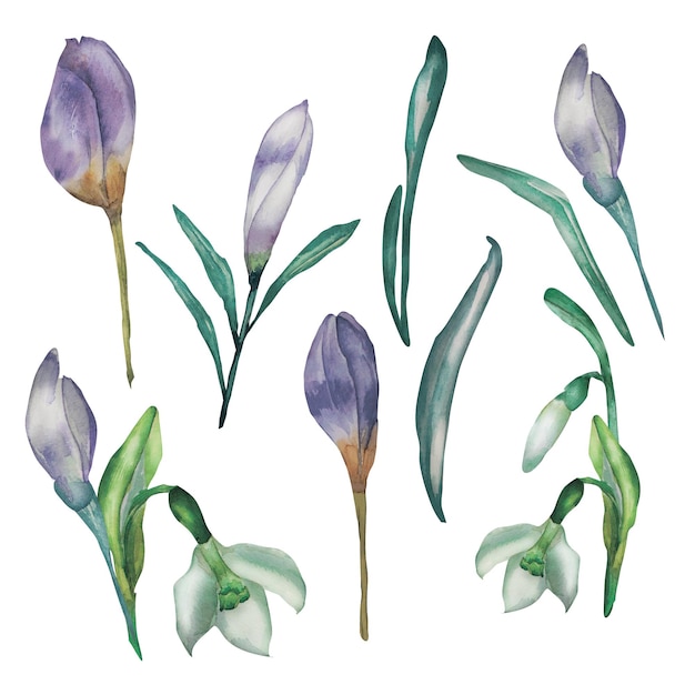 Purple spring flowers watercolor set isolated on white