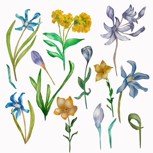 Purple spring flowers yellow watercolor set on white background Hand painted wild flowers muscari primula bluebell green leaves composition for greeting cards invitation template for design