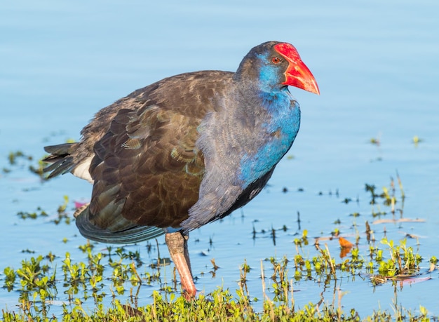 Photo purple swamphen wading